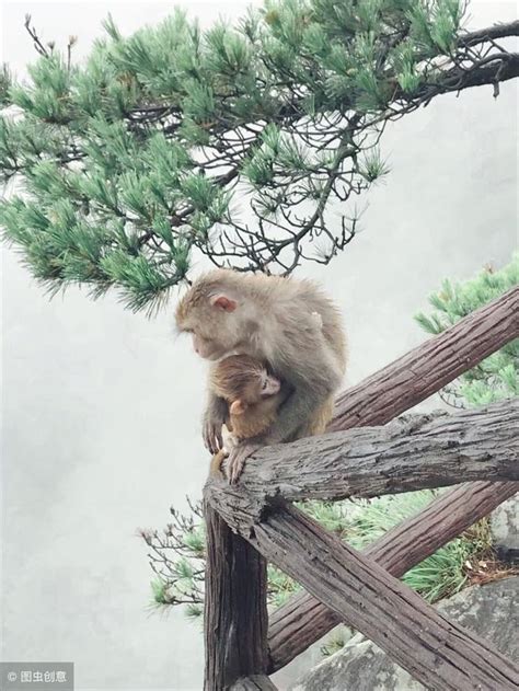 優越猴意思|優越感